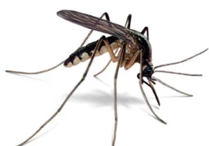 fliege