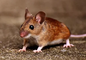 maus